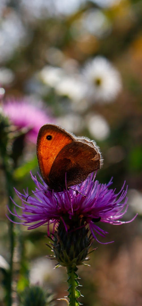 Free stock photo of brown butterfly, butterfly, butterfly background