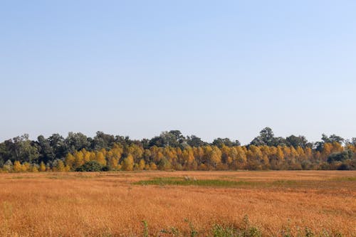 Kostnadsfri bild av fält, höst, landsbygden