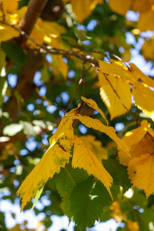 Kostnadsfri bild av abstrakt bakgrund, blad, gul-leaf