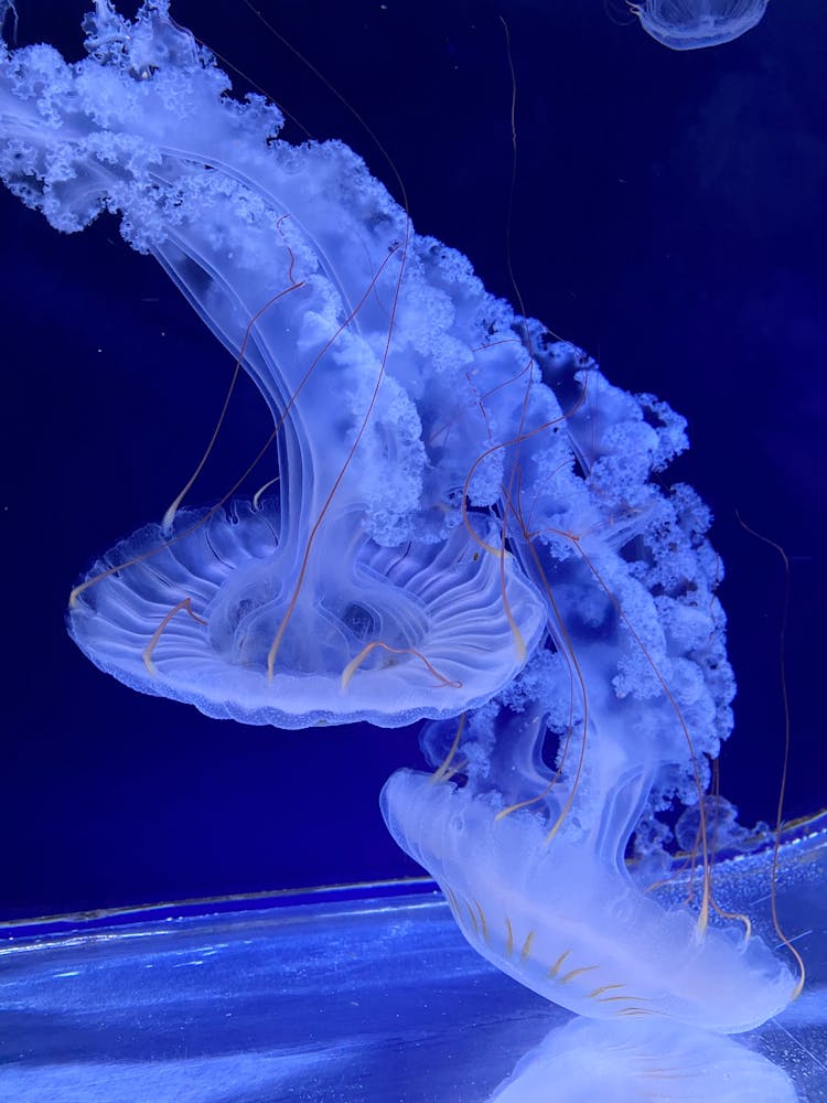 Neon Image Of A Jellyfish