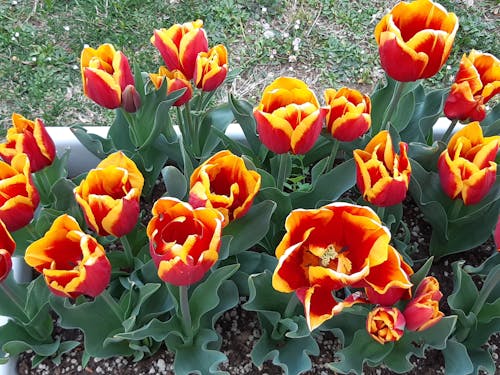 Tulips 