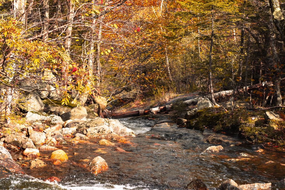 Tree By Stream Fall Stream in a Forest in Fall · Free Stock Photo