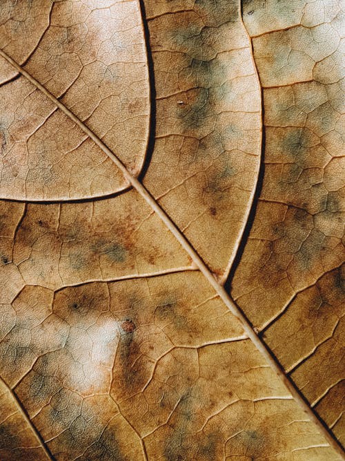 Close up of Brown Leaf