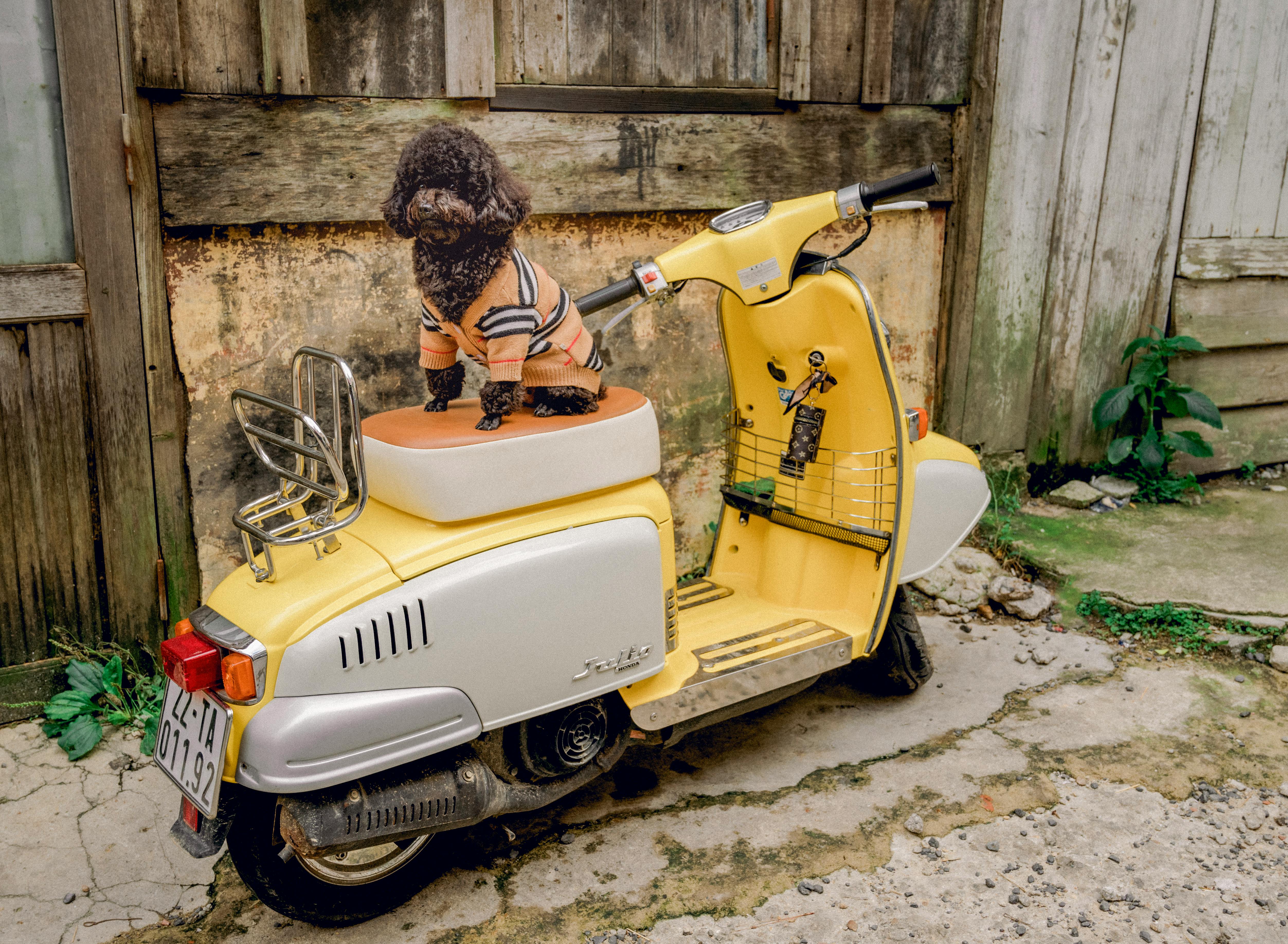 There’s An Electric Scooter Gold Rush Happening In India — Photo by Khoa Đăng on Pexels