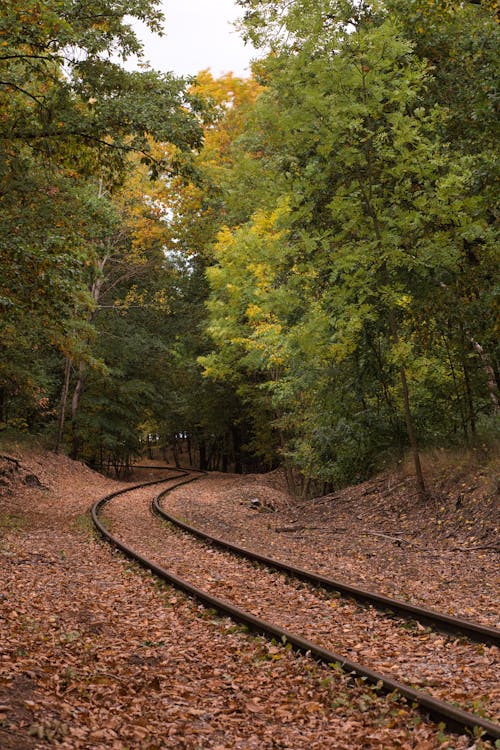 Tracks in a Forest