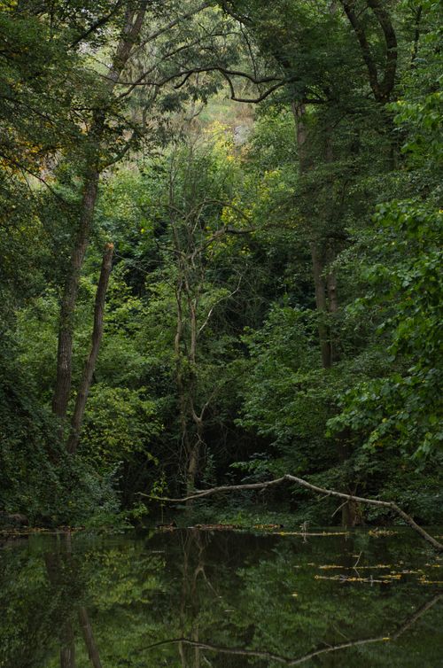 Free Serene view of a dense green forest in Kouřim, Česko, with trees reflecting on a tranquil water surface. Stock Photo