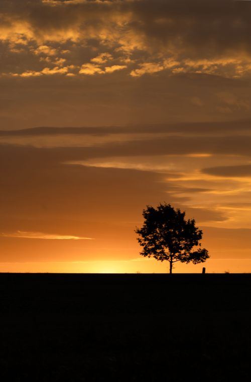 Free A solitary tree stands silhouetted against a vivid, glowing sunset sky. Stock Photo