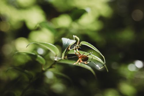 Free Macro shot of a spider on a green leaf, with sunlight highlighting the natural garden setting. Stock Photo