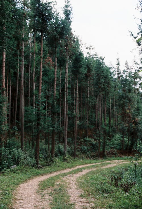 垂直拍攝, 森林, 植物群 的 免費圖庫相片