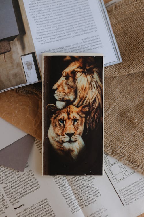 aslanlar, baskı, çizim içeren Ücretsiz stok fotoğraf