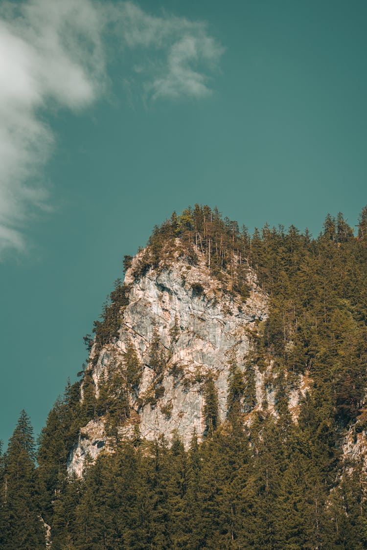 Forest Around Rock Formation On Hill