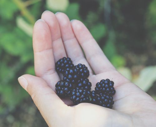 Free A close-up of fresh blackberries held in a human hand outdoors, showcasing their juicy texture. Stock Photo