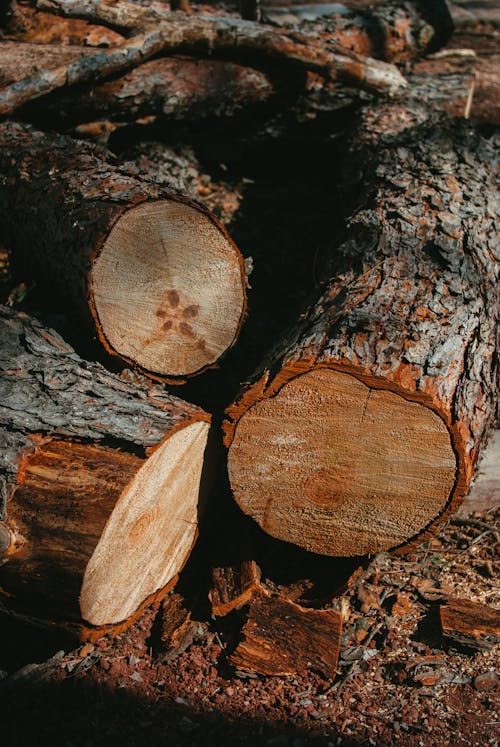ağaç kabuğu, ağaç kütükleri, ahşap içeren Ücretsiz stok fotoğraf