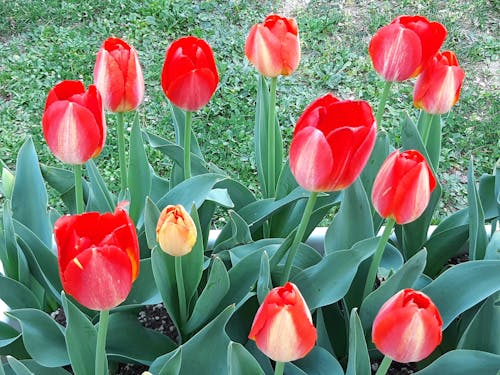 tulips 