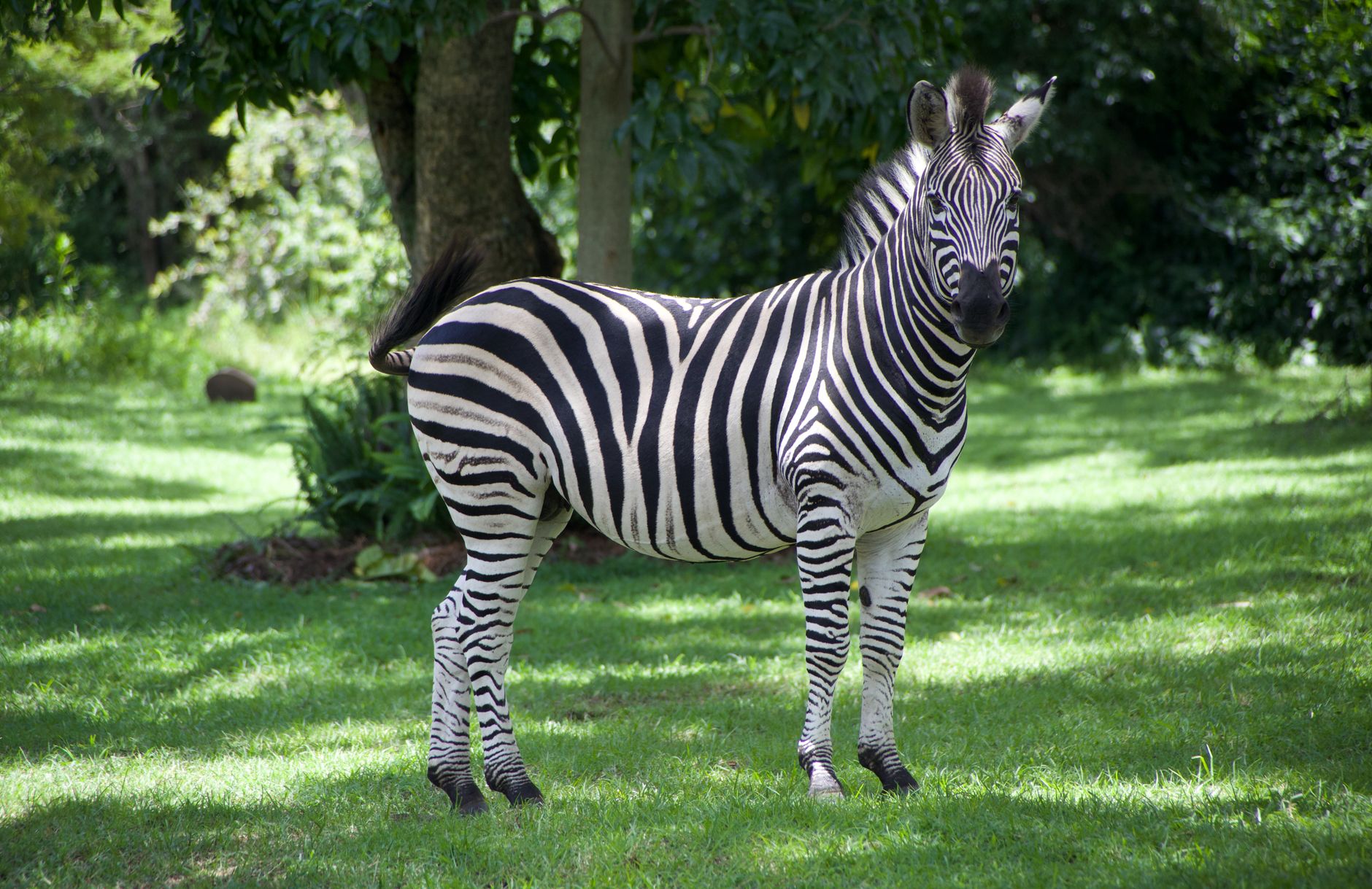 A striking zebra stands gracefully in a green landscape in Harare, Zimbabwe.