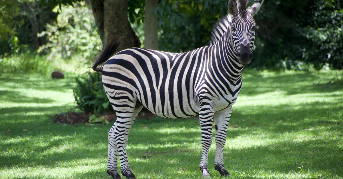 Photo of Zimbabwe