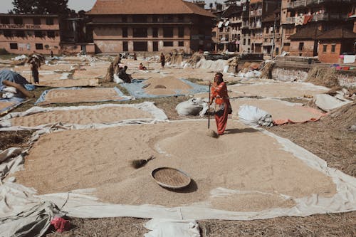 People Drying Rice on Courtyard