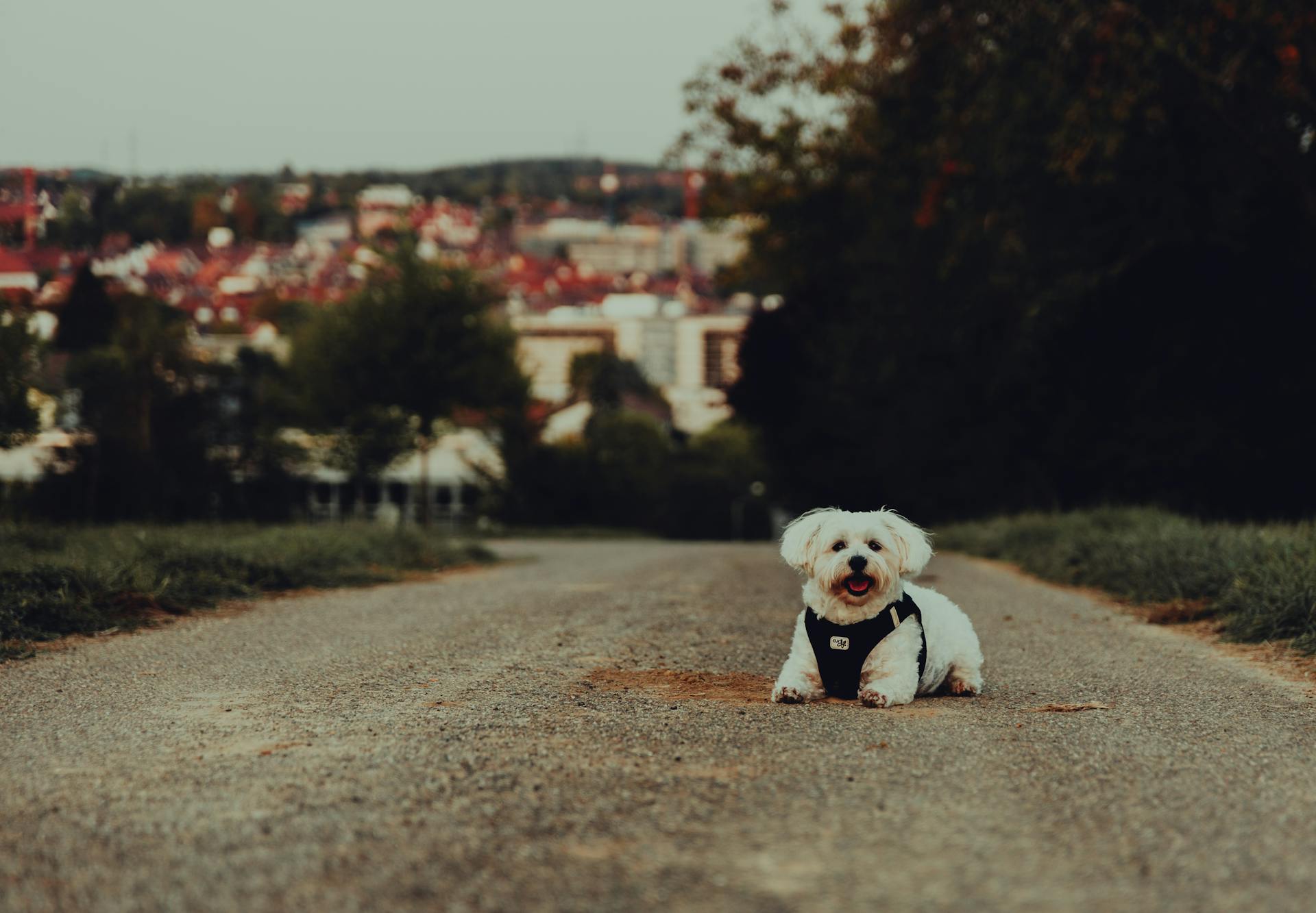 Small Dog in a Vest Lying on the Road