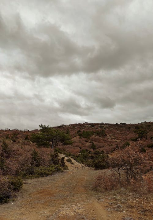 Gratis arkivbilde med landsbygd, løvverk, natur