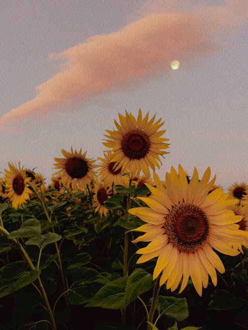 Základová fotografie zdarma na téma hřiště, květiny, rostlina