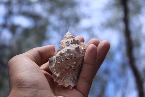 Hand Holding a Seashell