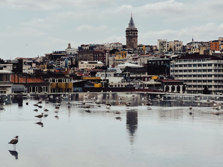 Flock Of Seagulls In Shallow Water On Roof In Istanbul, Turkey