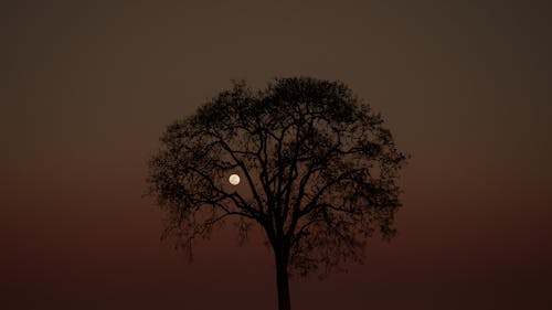 Full Moon Between Tree Branches in the Evening Sky