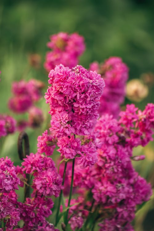 Blooming Pink Flowers in the Garden