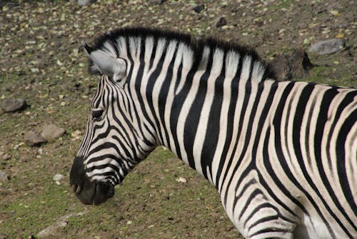 Free stock photo of zebra Stock Photo