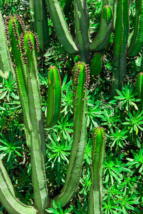 Gratuit Plante De Cactus Vert Photos