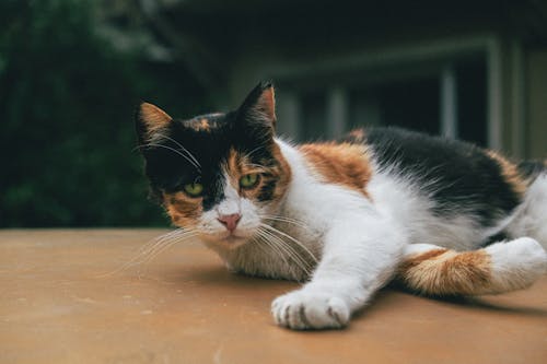 Evcil Hayvan, hayvan fotoğrafçılığı, kedi içeren Ücretsiz stok fotoğraf