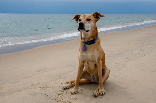 무료 개, 동물 사진, 모래의 무료 스톡 사진