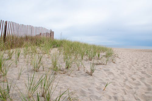 Grass Growing on an Empty Beach 