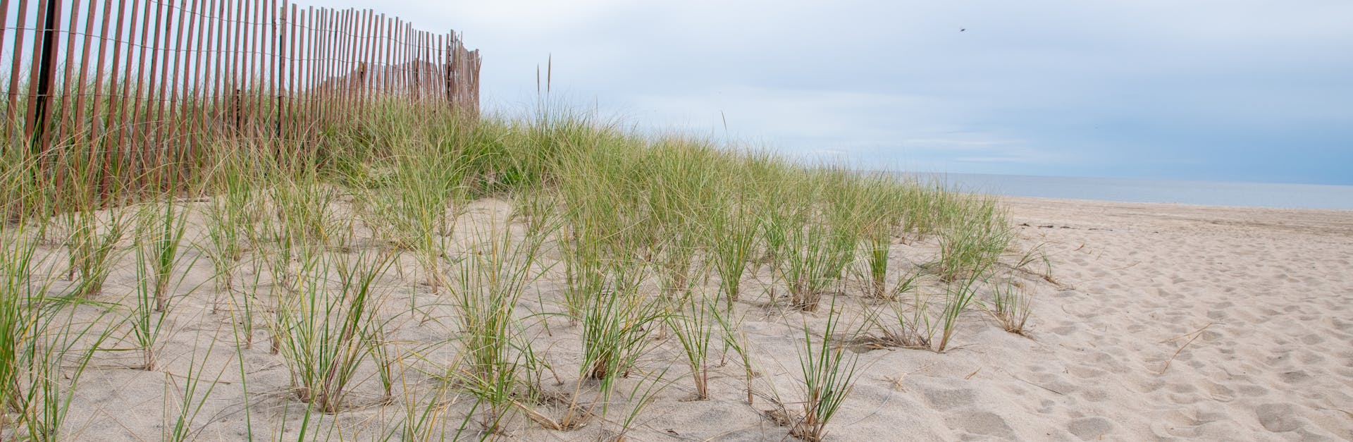 Herbes folles et étendue de sable à l'Espiguette