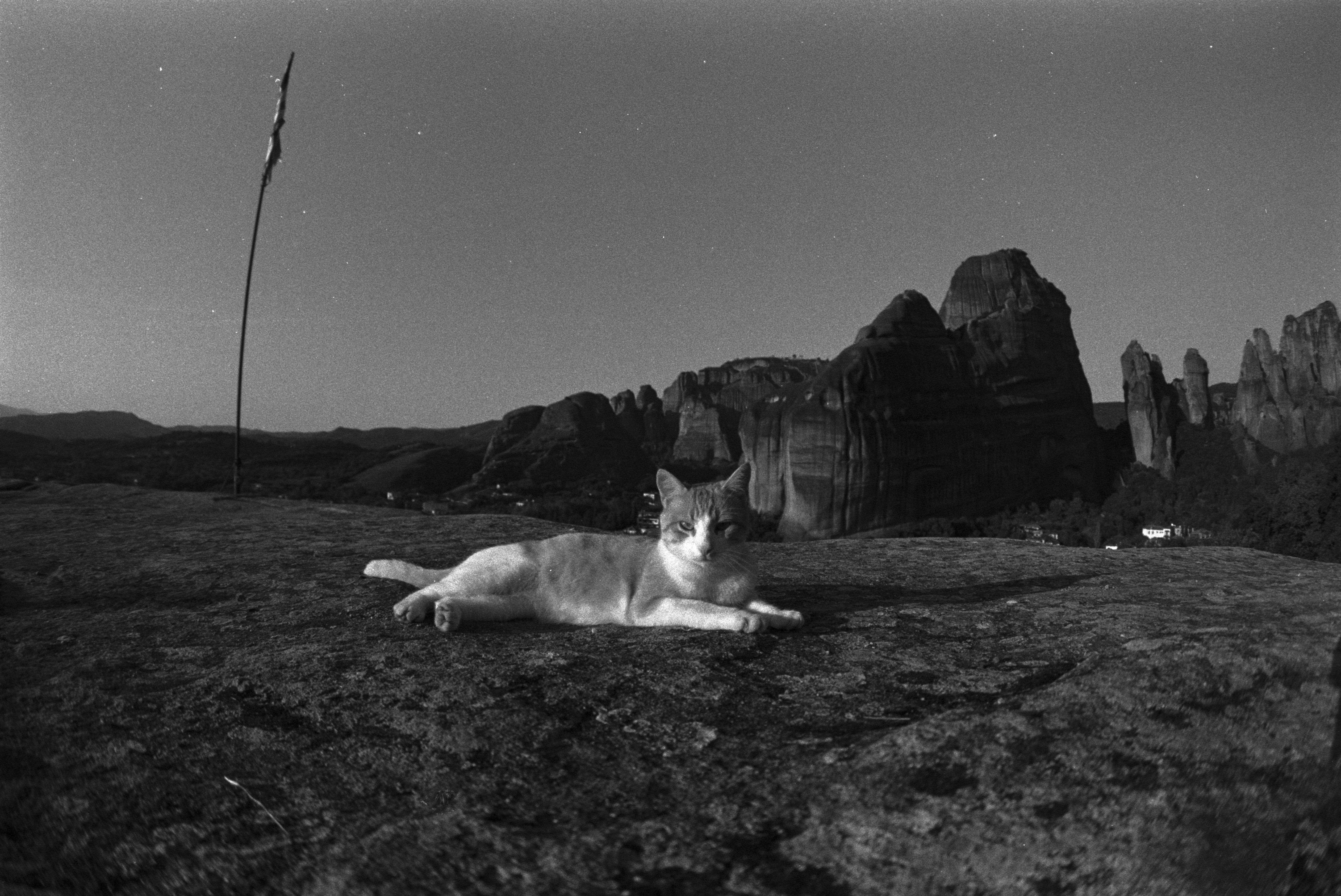 Cat Lying on Field in Black and White · Free Stock Photo