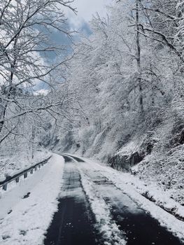 A serene snow-covered road curves through a wintery forest in Tennessee.