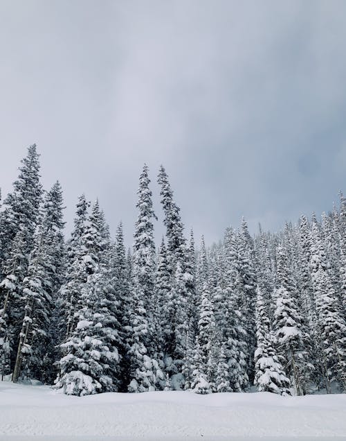 コールド, のどか, 冬の無料の写真素材