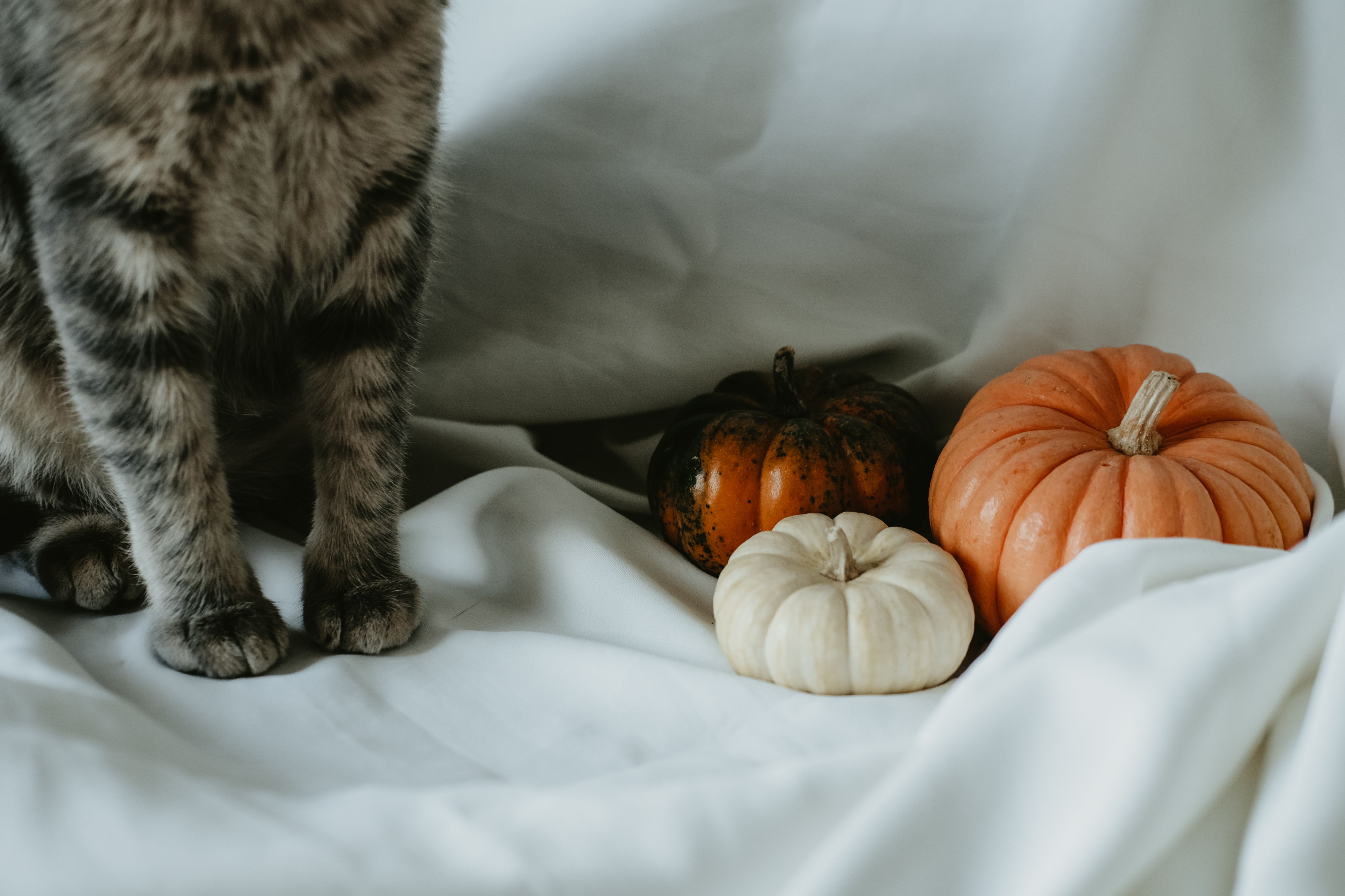 Can Sitting next to Pumpkins on a White Sheet · Free Stock Photo