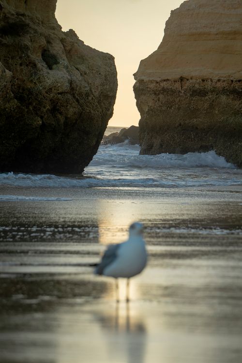 Free A seagull stands on a rocky shore with a sunset backdrop, creating a serene coastal scene. Stock Photo