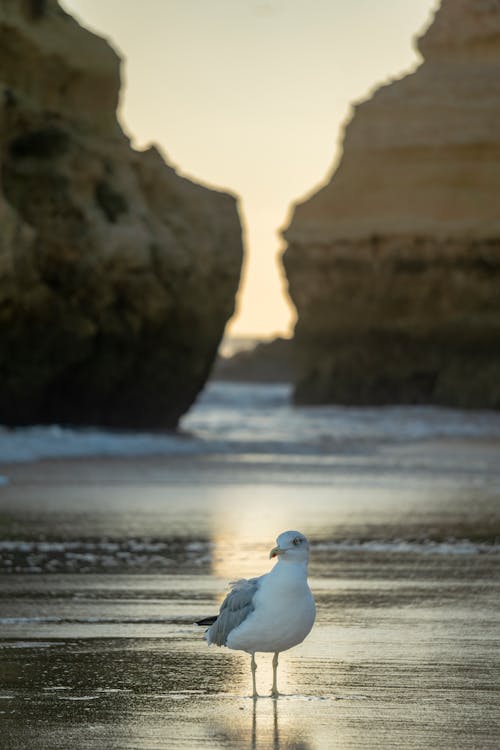 Seagull on Sea Shore