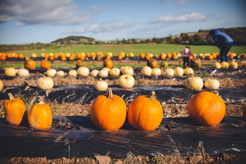 Pumpkins on a Pumpkin Patch in Sunlight 