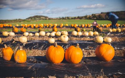 11 vườn bí đỏ Metro Vancouver nên ghé thăm mùa Halloween này