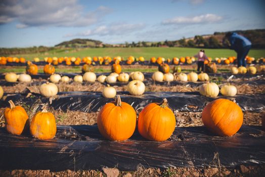 Explore a vibrant pumpkin patch on a crisp autumn day in rural Scotland, perfect for seasonal imagery.