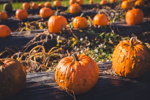 Warty Orange Pumpkins Lying on Foil Spread in the Field