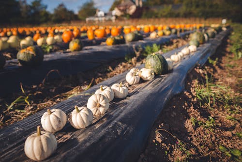 Various Pumpkins on Foil Spread Out in the Field