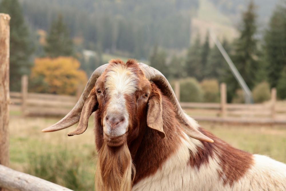 Brown-headed Boer goat at a fence