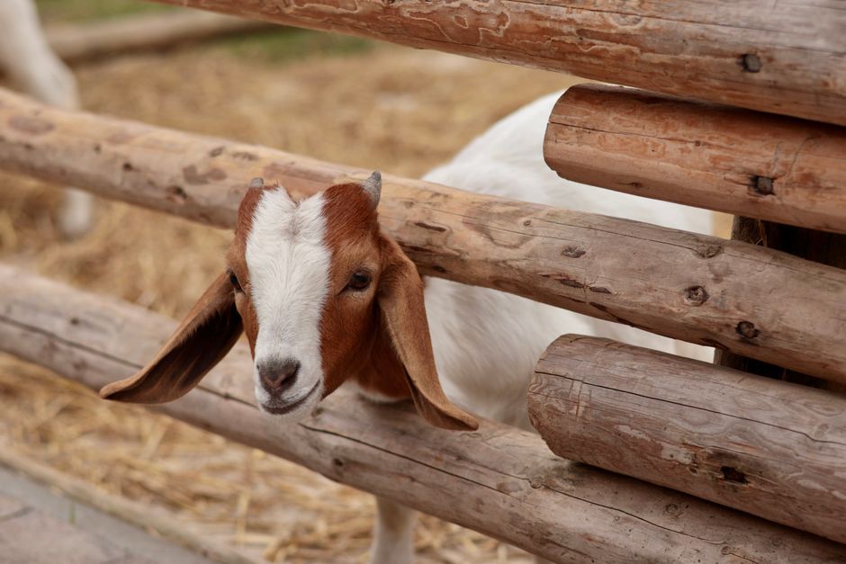 A close-up of a goat poking its head through a wooden fence, showcasing rustic charm.