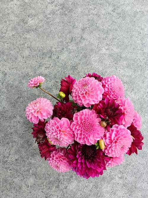 Imagine de stoc gratuită din dalie, floare roz