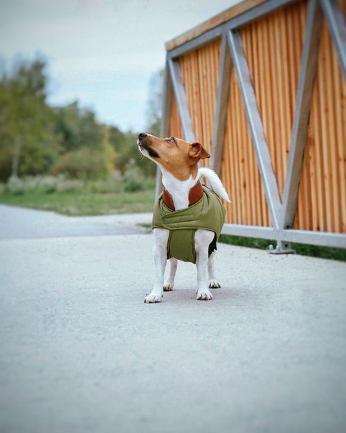 Free Charming Jack Russell Terrier looks up while standing on a walkway in a green coat outdoors. Stock Photo