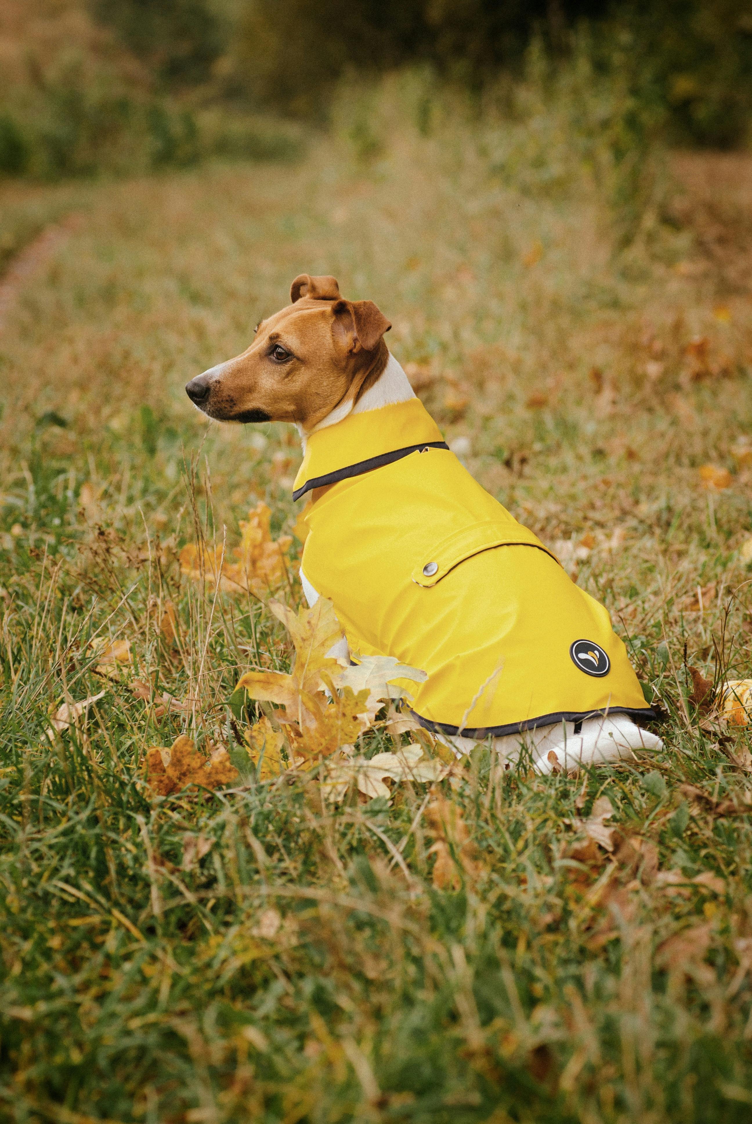 A dog sits in a grassy field wearing a bright yellow coat.